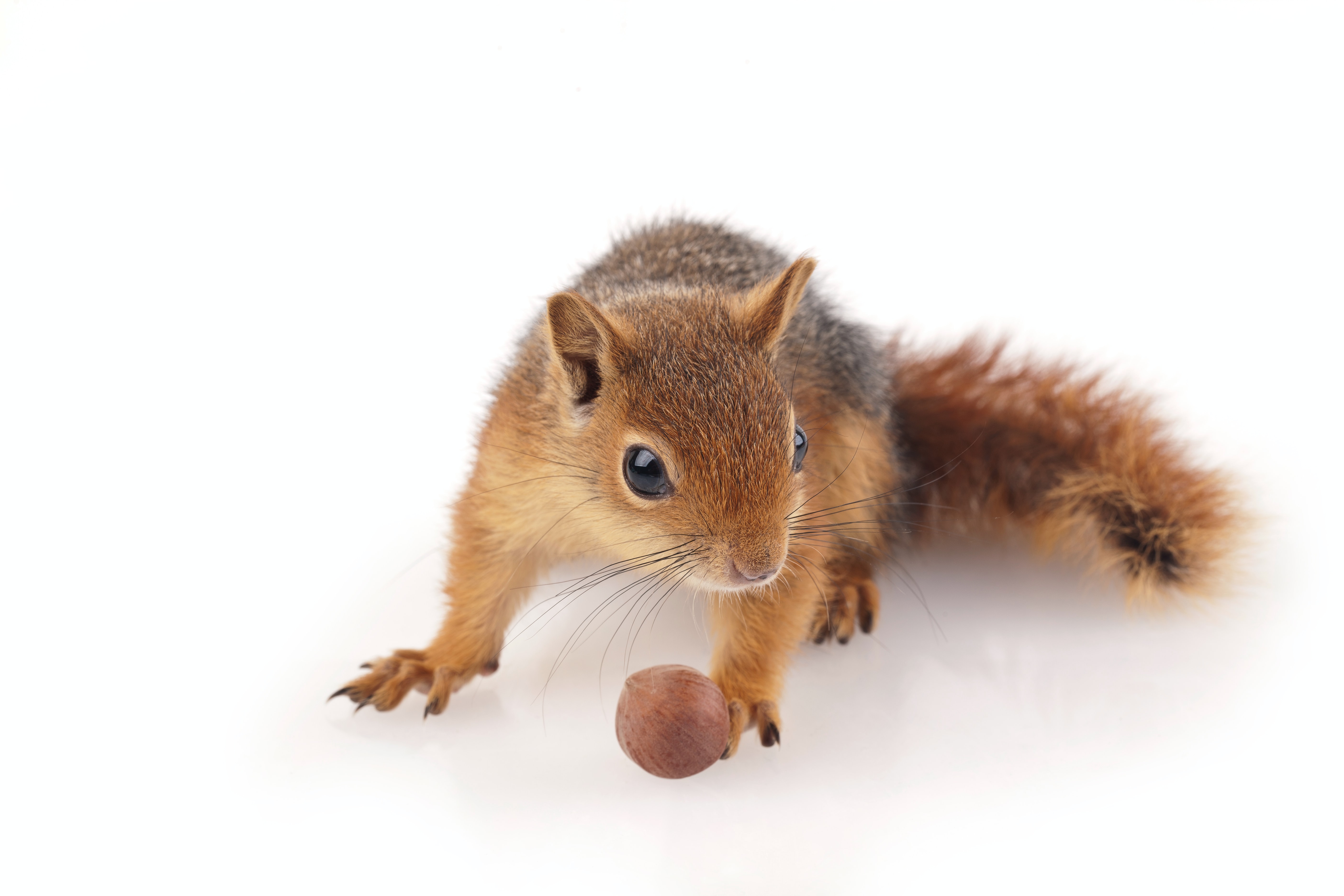 Pilot Plumbing How Can Animals Get Into My Shower Squirrel